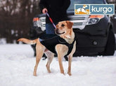 Waterproof North Country Dog Coat with LED Safety Light - Aaria Tees