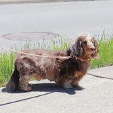 Waterproof Dog Collar | Pink Aaria Tees