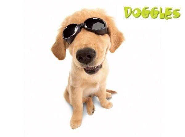 Racing Flames Doggles ILS Protective Dog Eyewear - Aaria Tees Aaria Tees