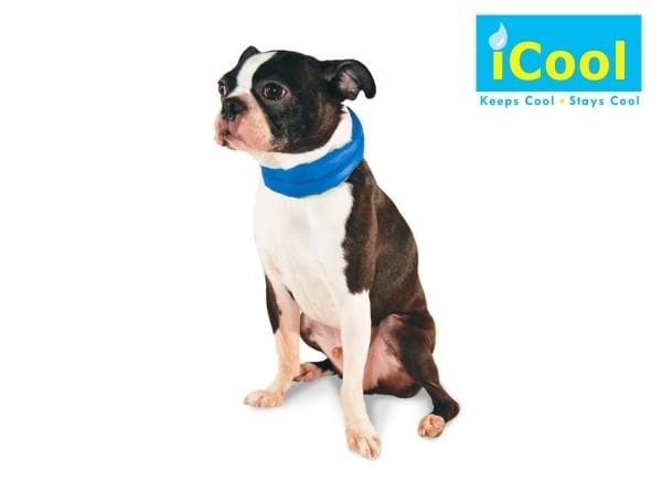 iCool Pet Scarf - Aaria Tees Aaria Tees