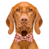 Bacon Dog Bow Tie Aaria Tees