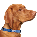 Blue Dog Collar Aaria Tees