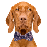 Cow Print Dog Bow Tie Aaria Tees