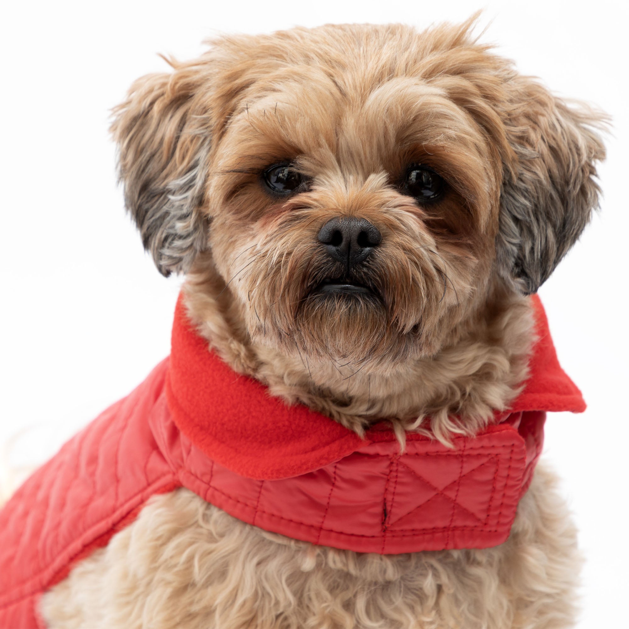 AKC Belly Band Dog Puff Coat - Aaria Tees Aaria Tees