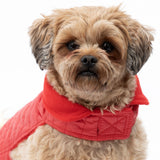 AKC Belly Band Dog Puff Coat - Aaria Tees Aaria Tees