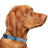 Donuts Dog Collar Aaria Tees