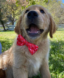 Fish Bone Red Dog Bow Tie Aaria Tees