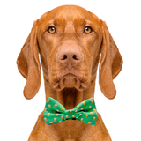 St. Patrick's Day Green Beer Dog Bow Tie Aaria Tees