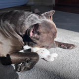 Squeaky Rope Buddies Aaria Tees