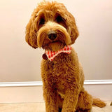 Ice Pops Pattern Dog Bow Tie Aaria Tees