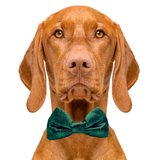 Mary Jane Marijuana Dog Bow Tie Aaria Tees