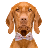 Modern Floral Flower Dog Bow Tie Aaria Tees