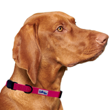 Pink Dog Collar Aaria Tees