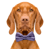 Pink & Blue Dog Bow Tie Aaria Tees