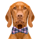 Plaid Pink Dog Bow Tie Aaria Tees