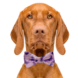 Purple Sky Dog Bow Tie Aaria Tees
