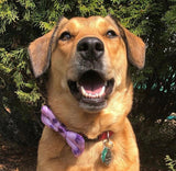 Purple Sky Dog Bow Tie Aaria Tees