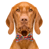 School Days Teacher Dog Bow Tie Aaria Tees