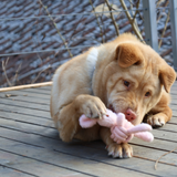 Squeaky Rope Buddies Aaria Tees