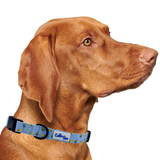 Taco Tuesday Dog Collar Aaria Tees