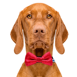 Tiny Flowers Pink Dog Bow Tie Aaria Tees