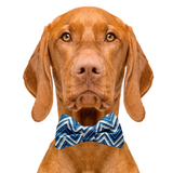 Zig Zag Dog Bow Tie Aaria Tees