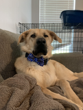 Mac and Cheese Blue Dog Bow Tie Aaria Tees