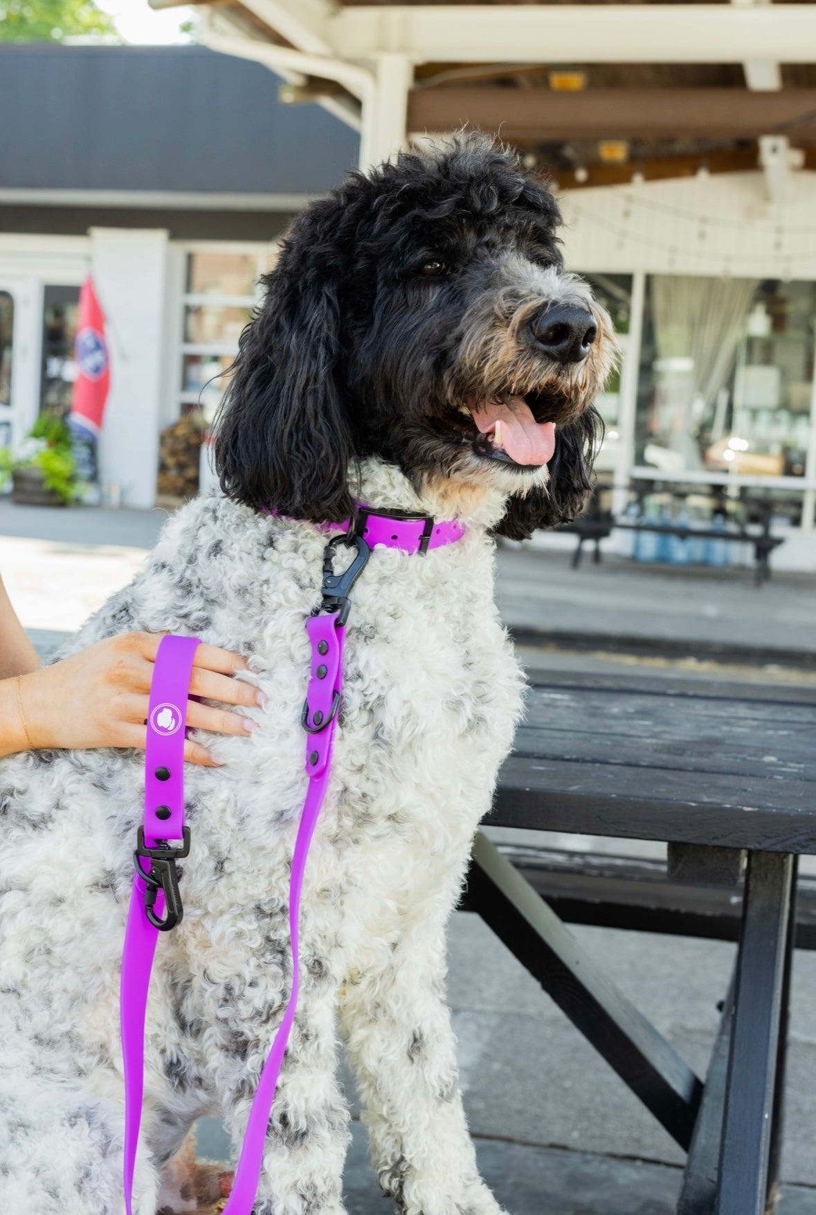 The Modern Dog Company - Electric Fuchsia Leash (Weather + Odor Resistant) - Aaria Tees Aaria Tees
