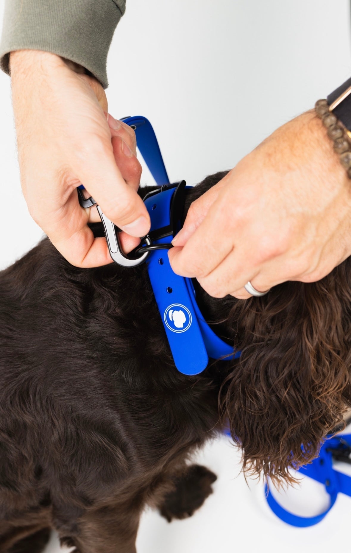The Modern Dog Company - Royal Blue Collar (Weather + Odor Resistant) - Aaria Tees Aaria Tees