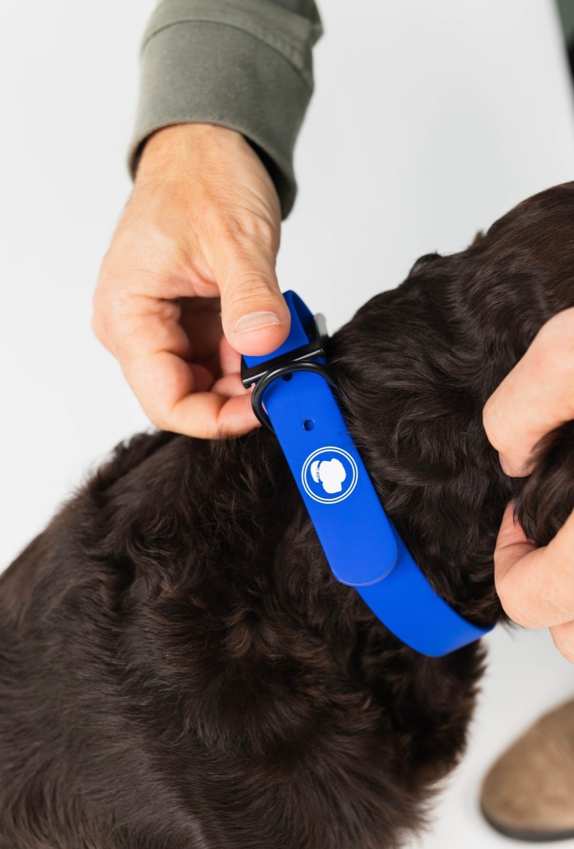The Modern Dog Company - Royal Blue Collar (Weather + Odor Resistant) - Aaria Tees Aaria Tees
