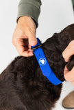 The Modern Dog Company - Royal Blue Collar (Weather + Odor Resistant) - Aaria Tees Aaria Tees