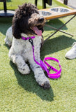 The Modern Dog Company - Electric Fuchsia Collar (Weather + Odor Resistant) Aaria Tees