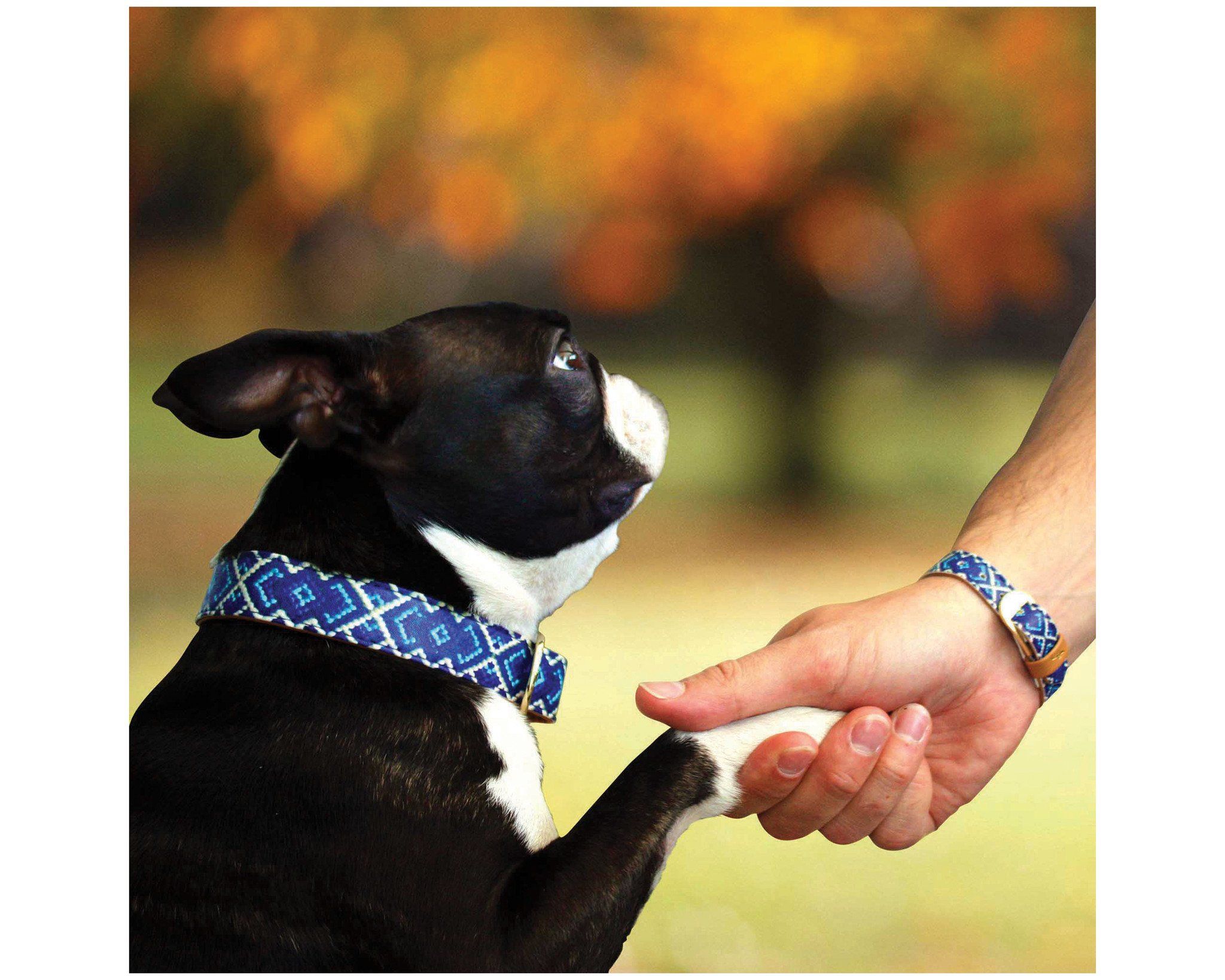 Mucky Pup Friendship Collar & Bracelet Set - Aaria Tees Aaria Tees
